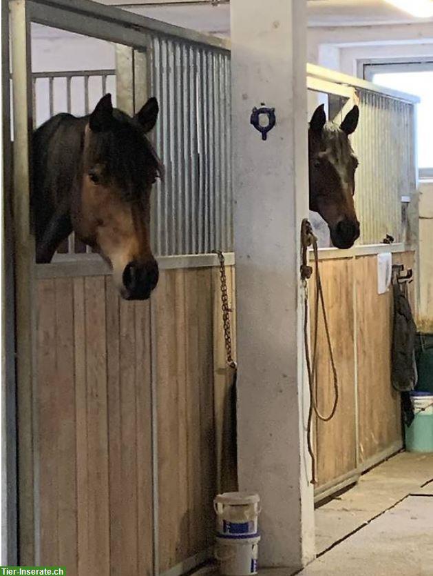 Bild 3: Pferdepension Bettlach: Auslaufboxe frei mit Reitplatz
