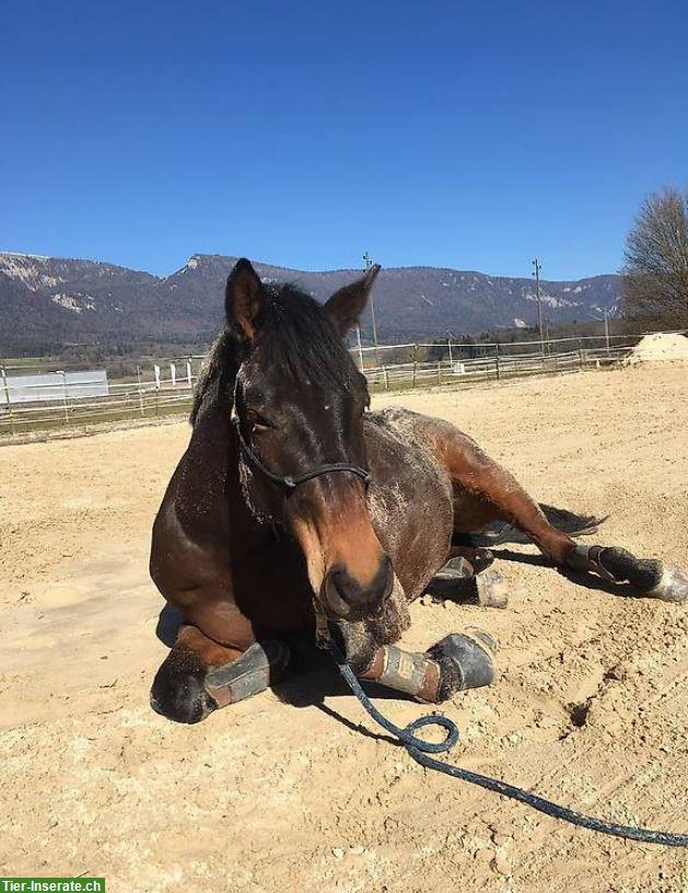 Bild 4: Pferdepension Bettlach: Auslaufboxe frei mit Reitplatz