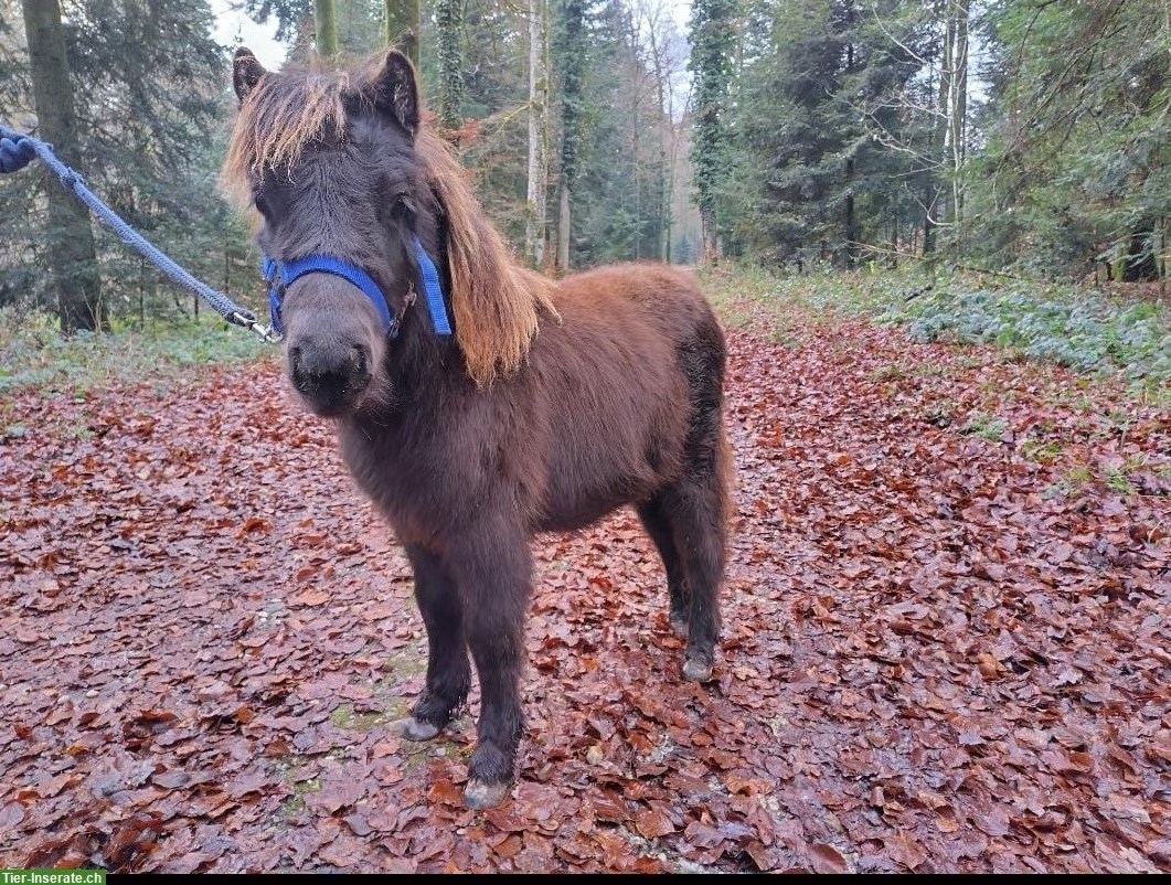 Oreo (Shetty x Minishetty), ca. 95cm, Stockmass