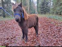 Oreo (Shetty x Minishetty), ca. 95cm, Stockmass