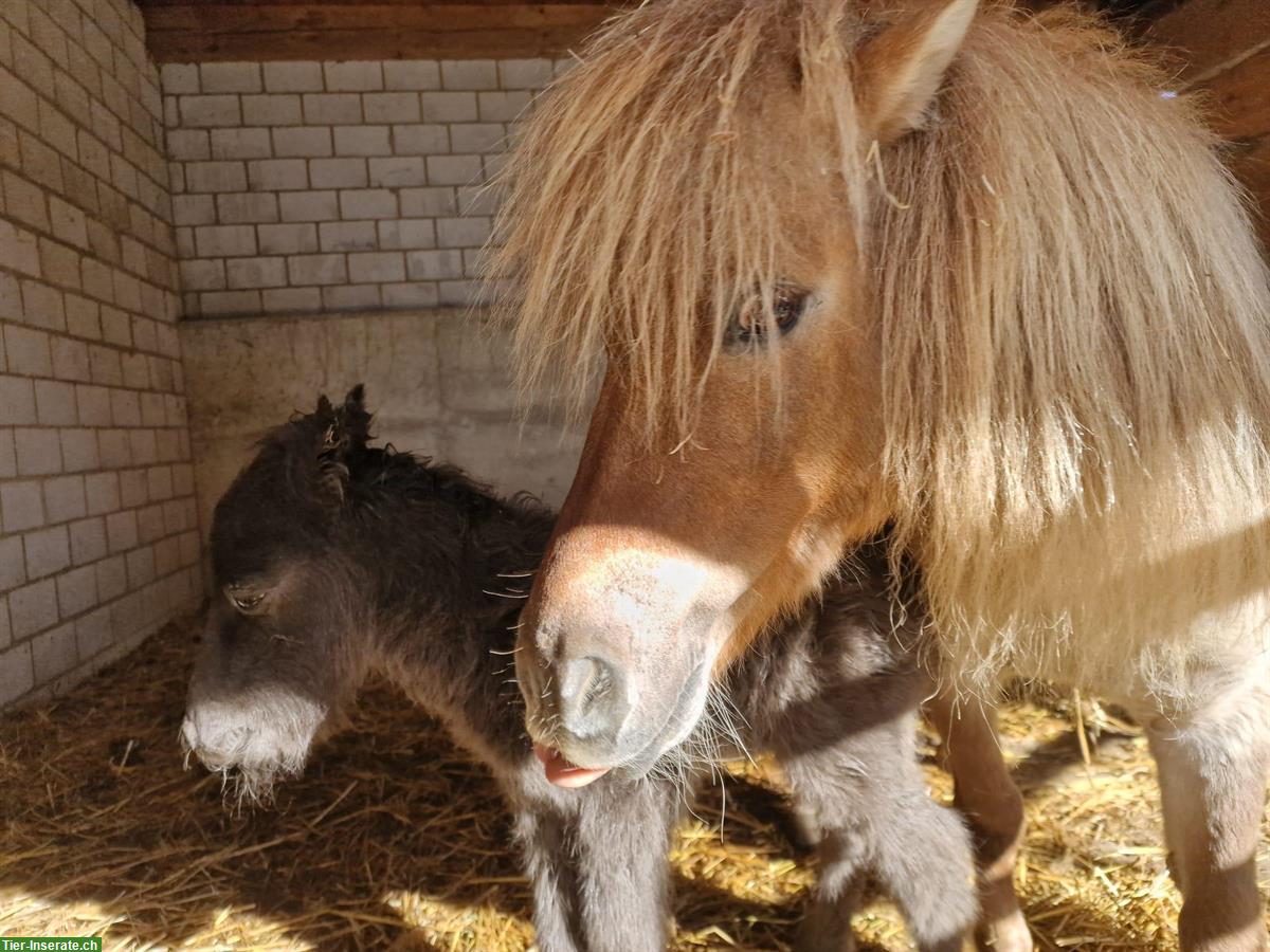 Bild 2: Oreo (Shetty x Minishetty), ca. 95cm, Stockmass