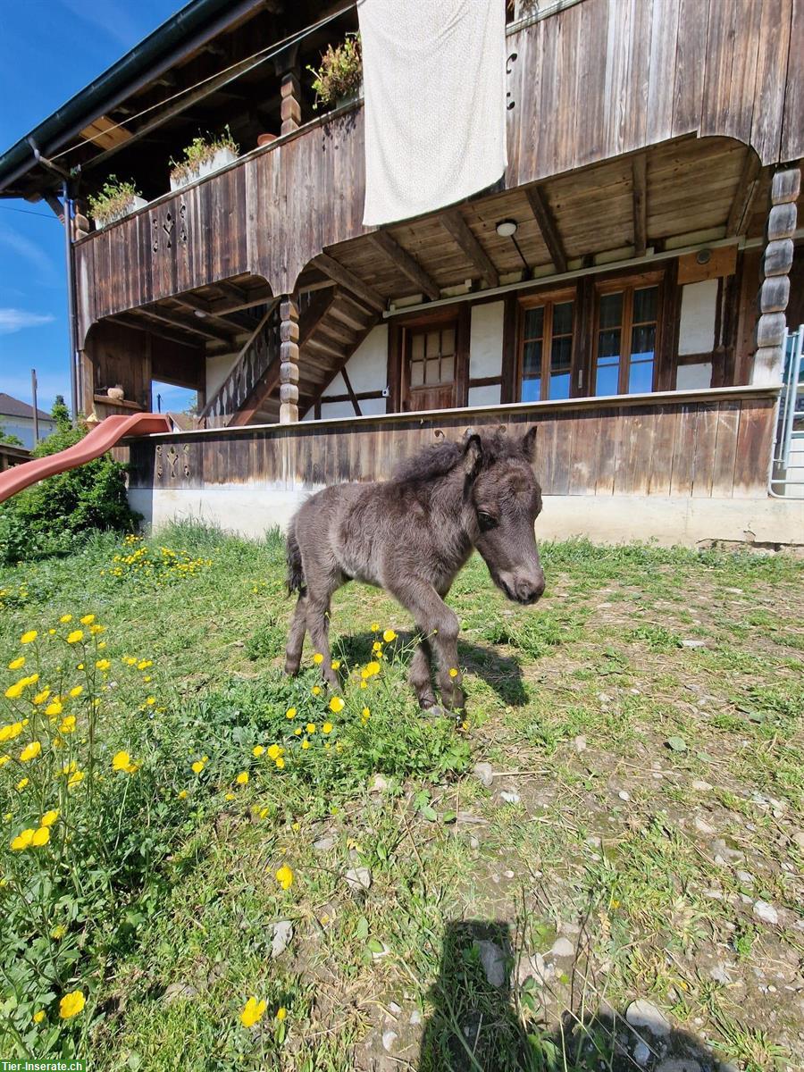 Bild 3: Oreo (Shetty x Minishetty), ca. 95cm, Stockmass