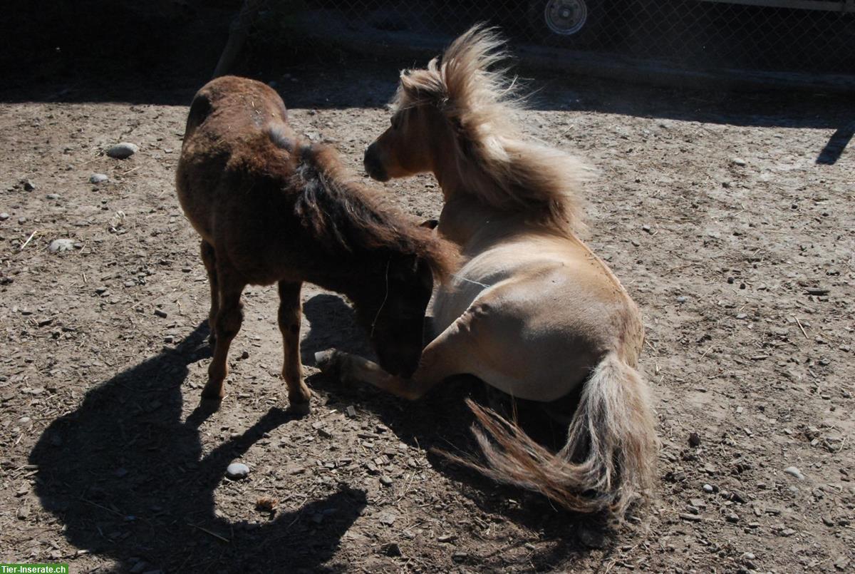 Bild 4: Oreo (Shetty x Minishetty), ca. 95cm, Stockmass