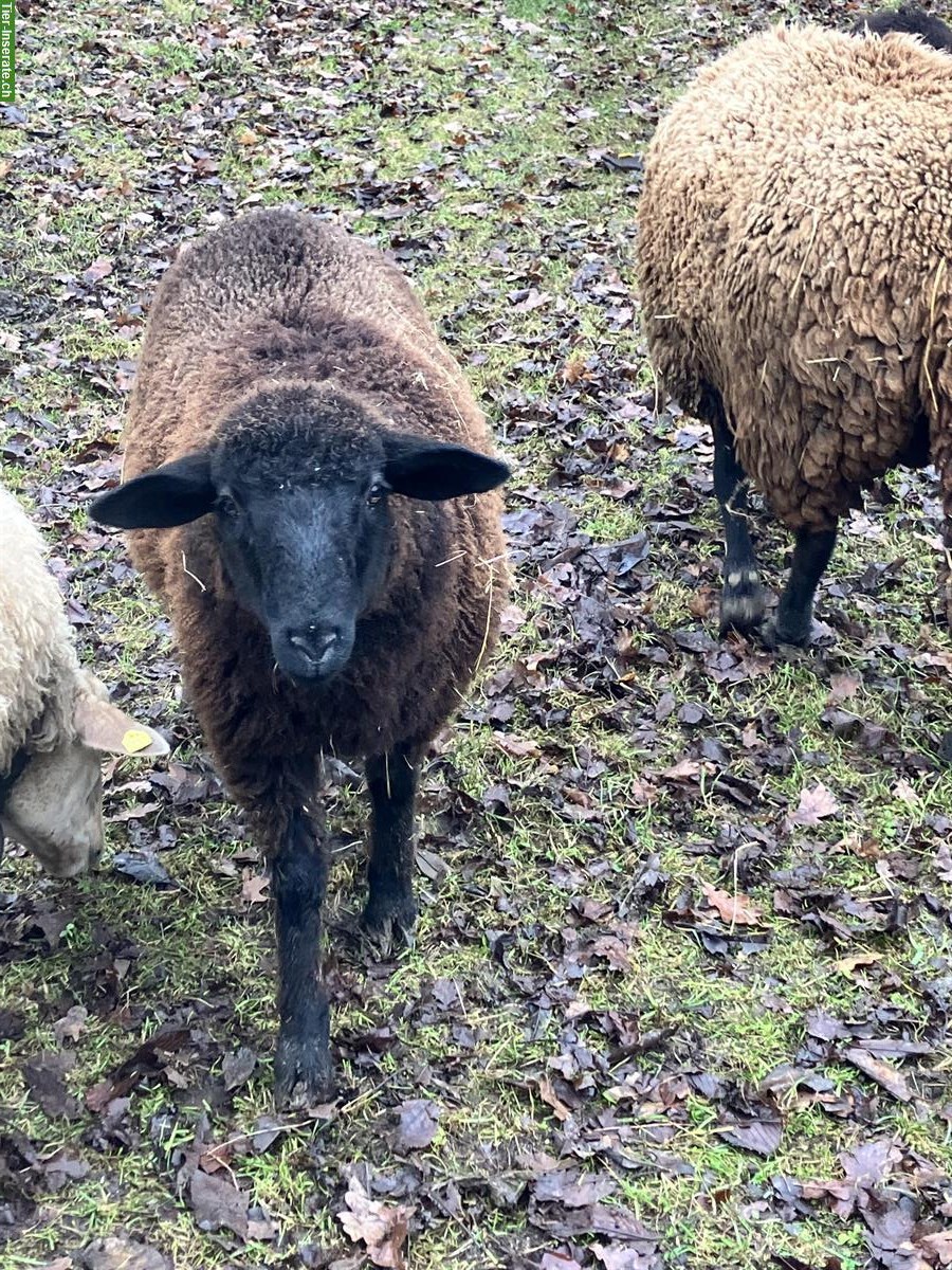 Zwei Schafe (Auen) zu verkaufen