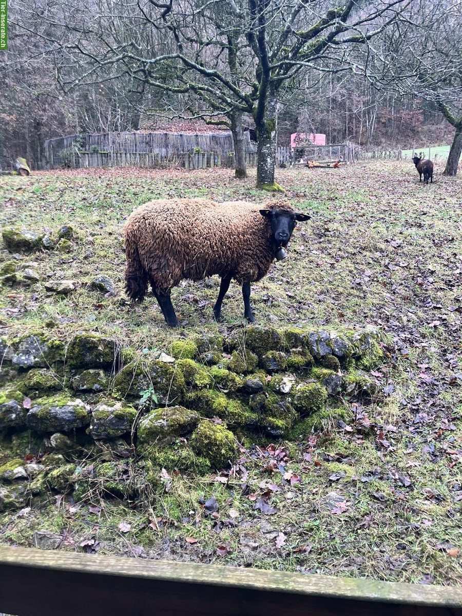 Bild 2: Zwei Schafe (Auen) zu verkaufen
