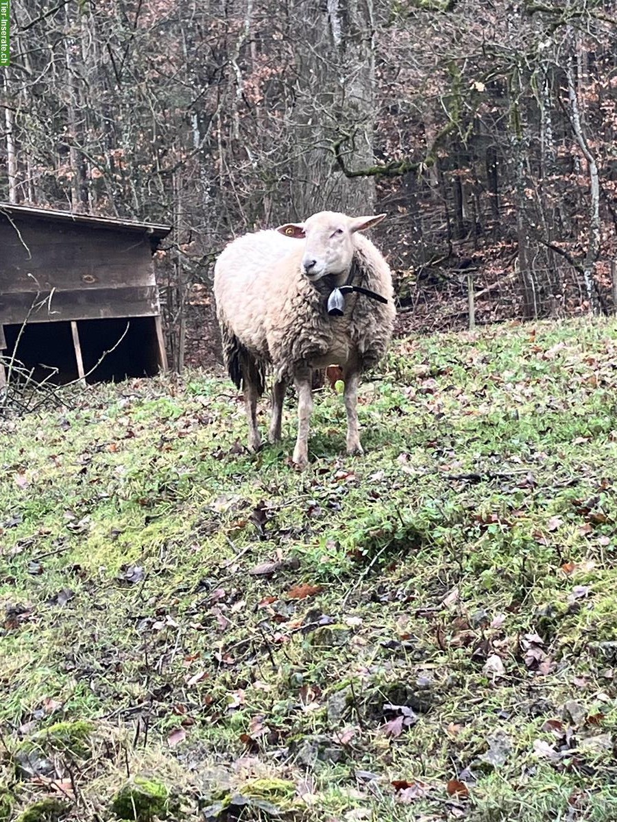 Bild 3: Zwei Schafe (Auen) zu verkaufen