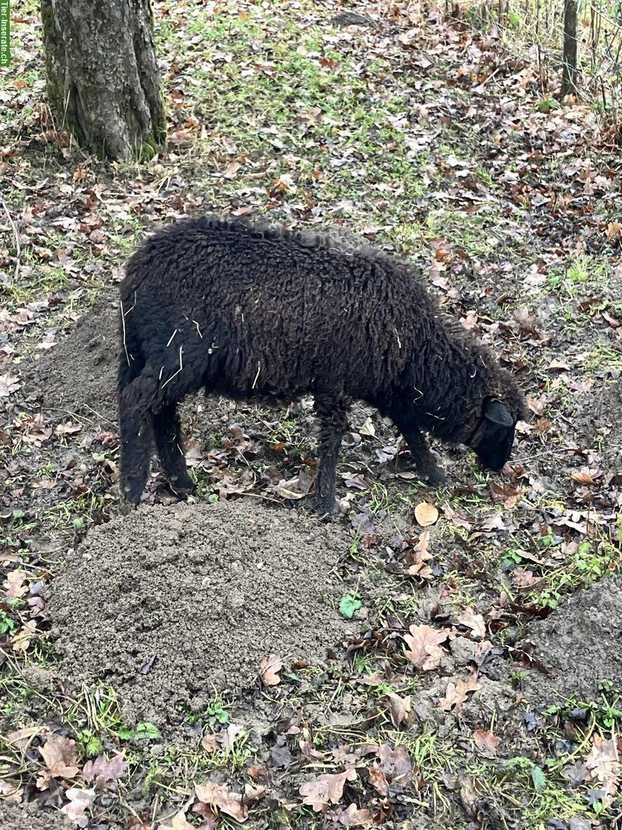 Bild 4: Zwei Schafe (Auen) zu verkaufen