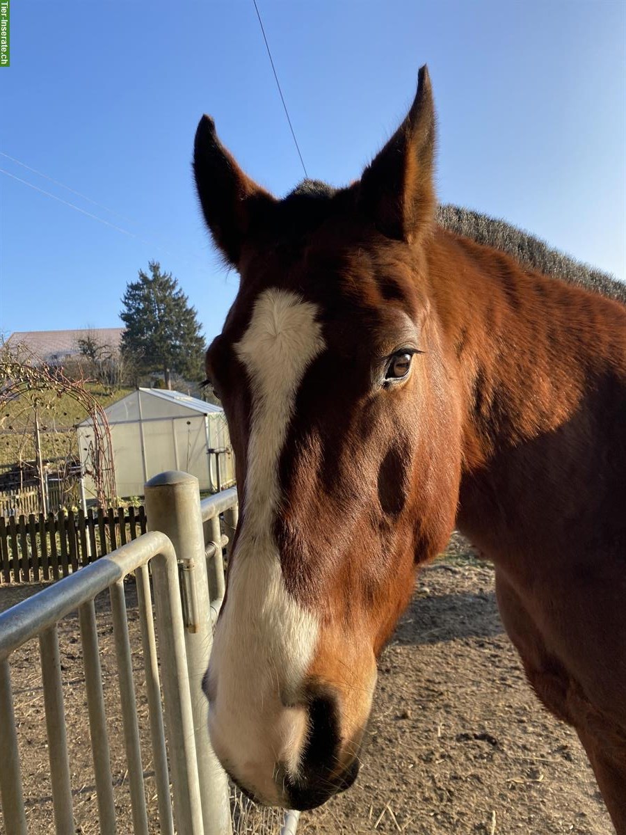 Sehr schöner, junger Freiberger Wallach zu verkaufen