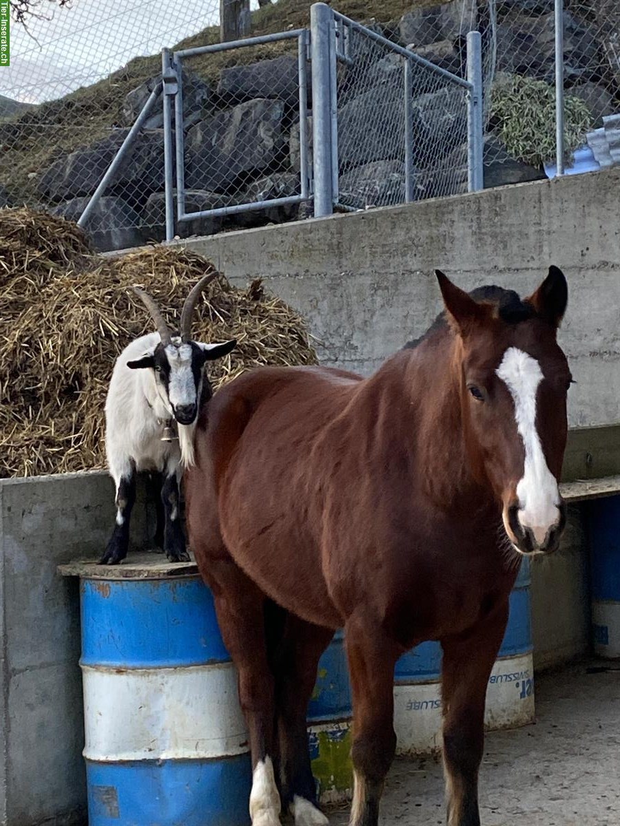 Bild 2: Sehr schöner, junger Freiberger Wallach zu verkaufen