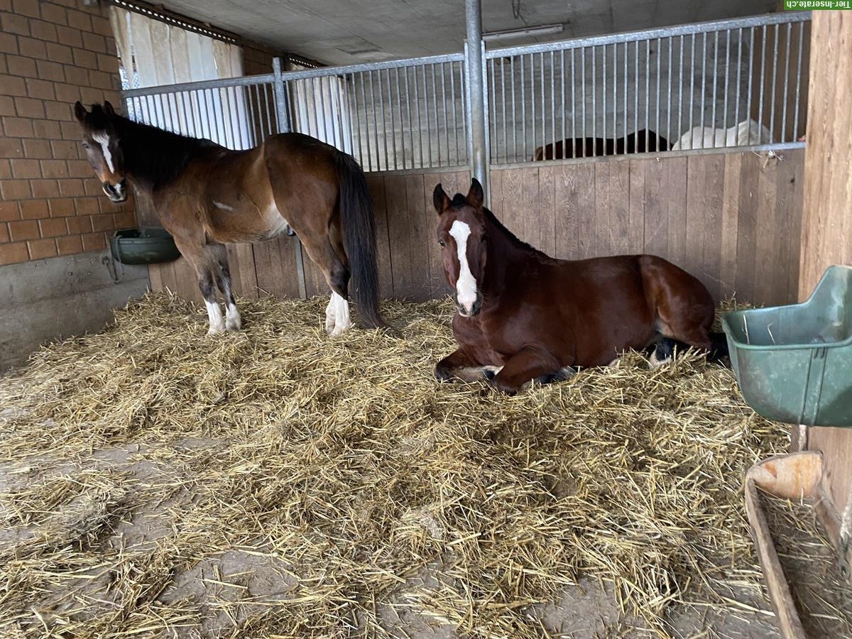 Bild 3: Sehr schöner, junger Freiberger Wallach zu verkaufen