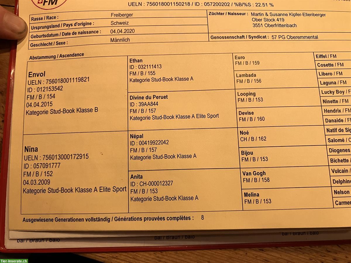 Bild 5: Sehr schöner, junger Freiberger Wallach zu verkaufen