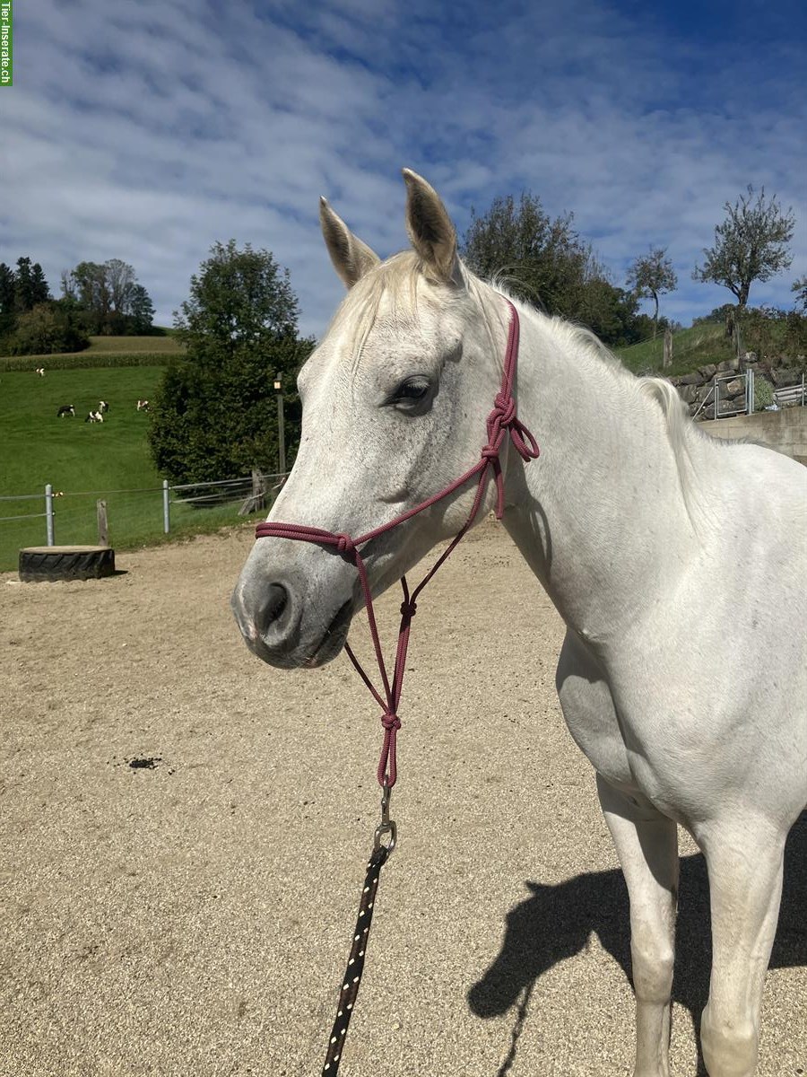 Lieber, anhänglicher Vollblutarber Wallach zu verkaufen