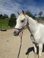 Lieber, anhänglicher Vollblutarber Wallach zu verkaufen