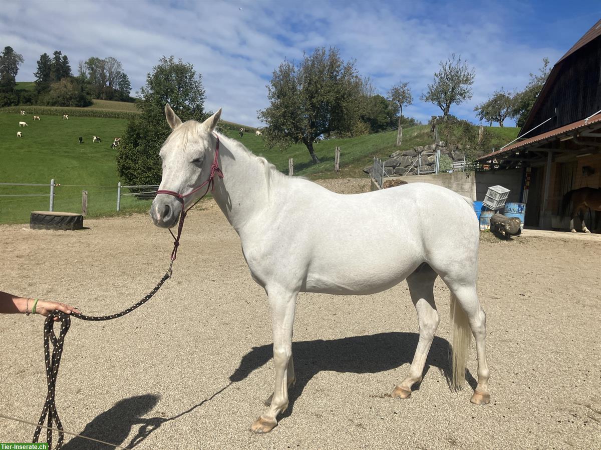 Bild 2: Lieber, anhänglicher Vollblutarber Wallach zu verkaufen