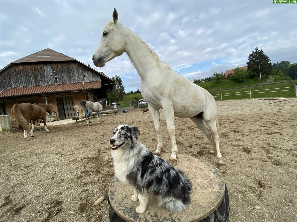 Bild 3: Lieber, anhänglicher Vollblutarber Wallach zu verkaufen