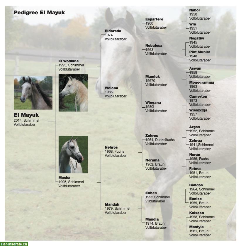 Bild 4: Lieber, anhänglicher Vollblutarber Wallach zu verkaufen