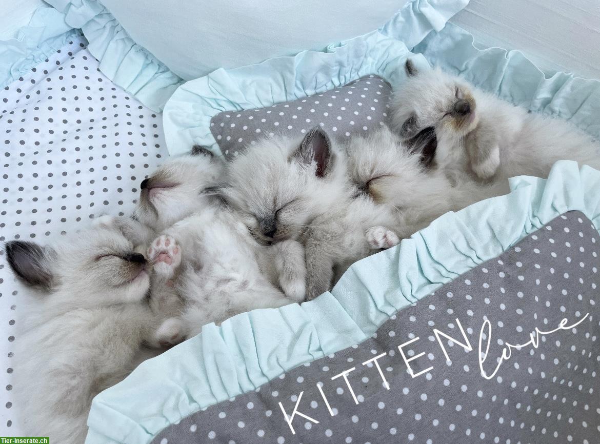 Ragdoll Kitten, Blue Point & Seal Point