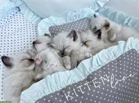 Ragdoll Kitten, Blue Point & Seal Point