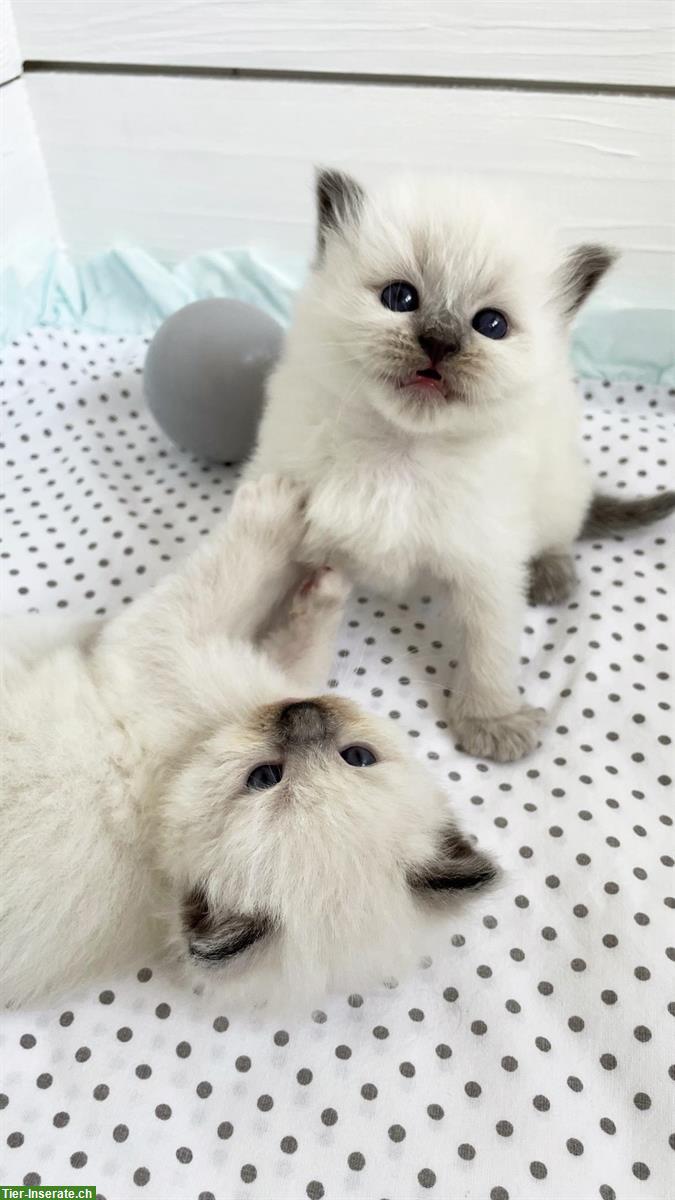 Bild 2: Ragdoll Kitten, Blue Point & Seal Point