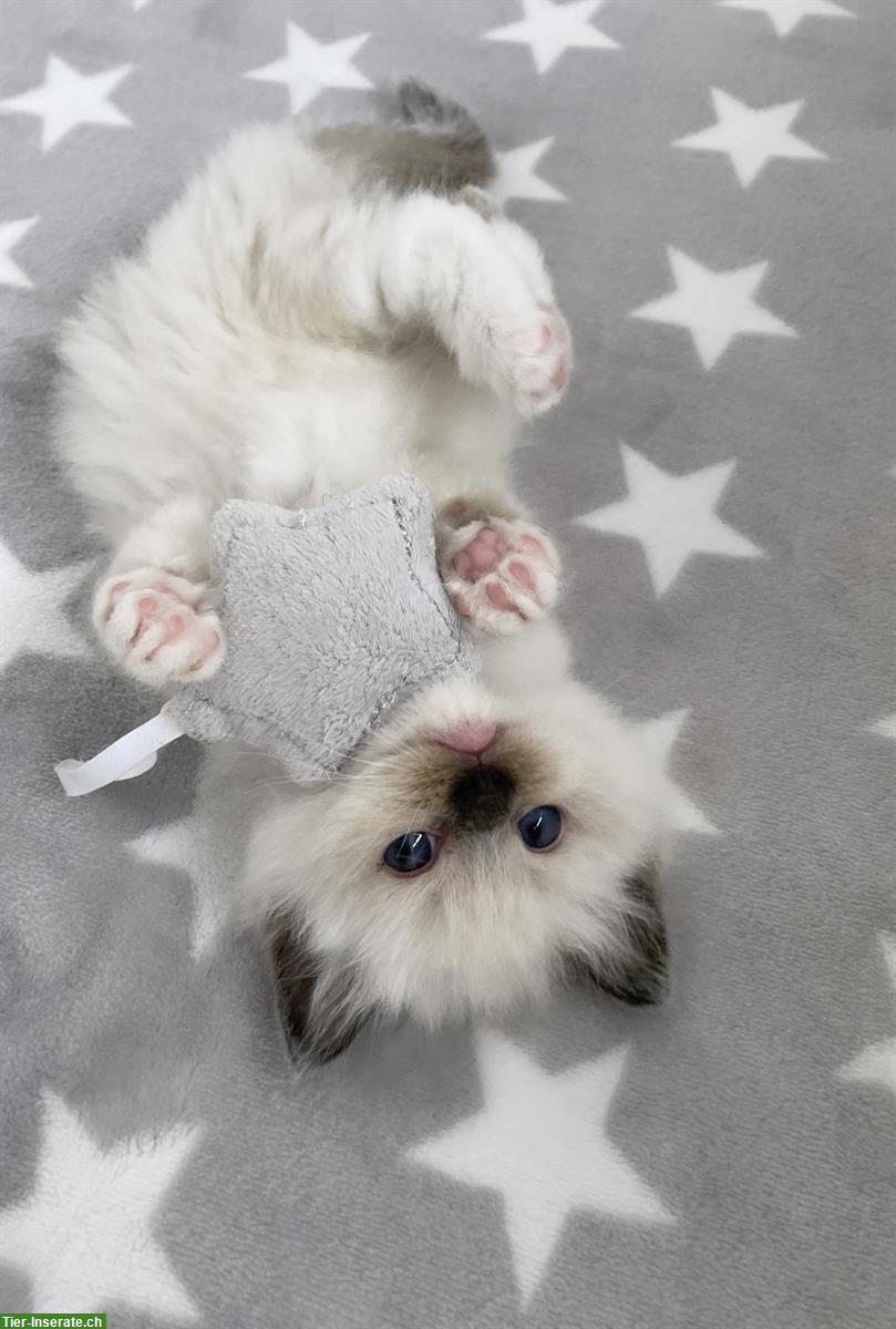 Bild 3: Ragdoll Kitten, Blue Point & Seal Point
