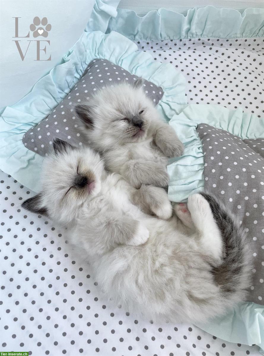 Bild 4: Ragdoll Kitten, Blue Point & Seal Point