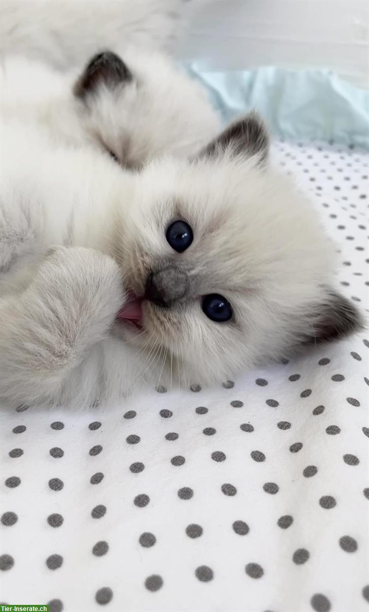 Bild 5: Ragdoll Kitten, Blue Point & Seal Point