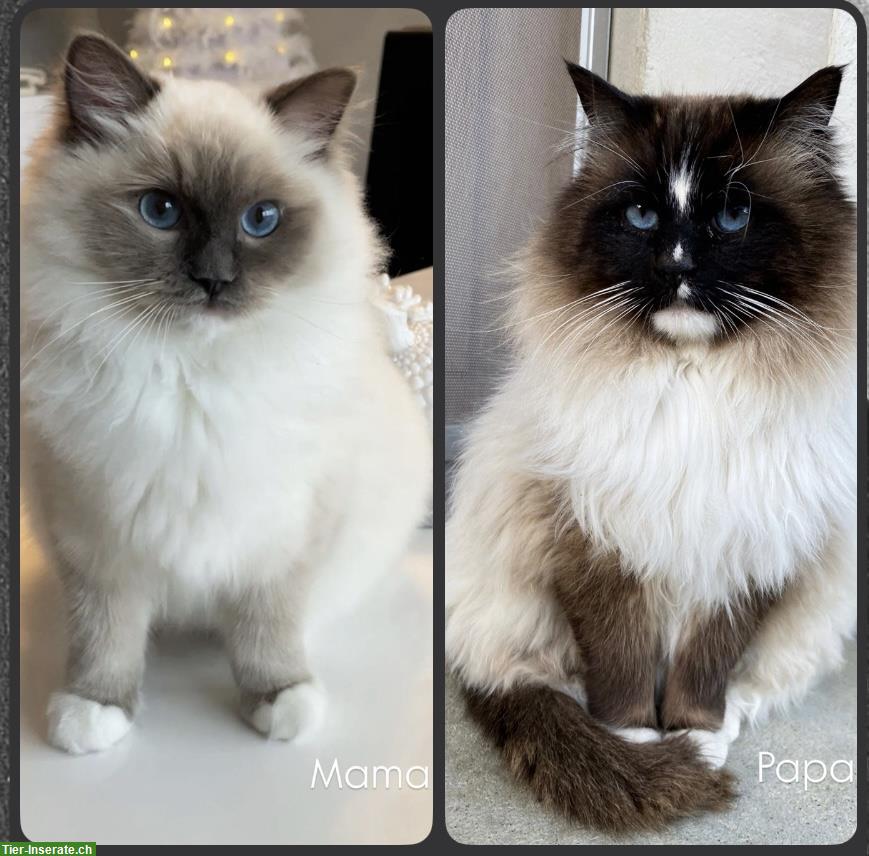 Bild 6: Ragdoll Kitten, Blue Point & Seal Point