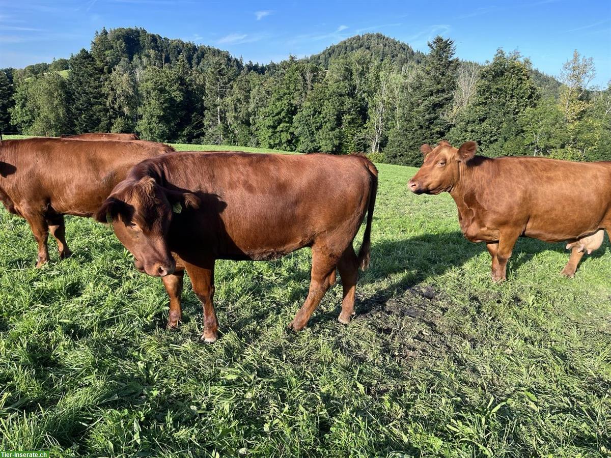 Mehrere Angus Rinder zu verkaufen