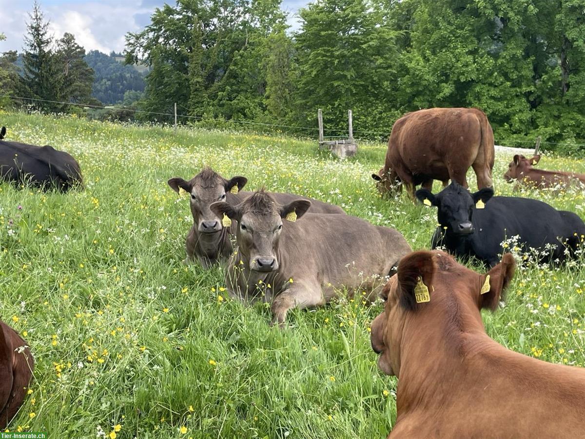 Bild 2: Mehrere Angus Rinder zu verkaufen