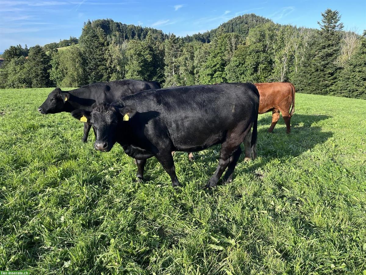 Bild 3: Mehrere Angus Rinder zu verkaufen