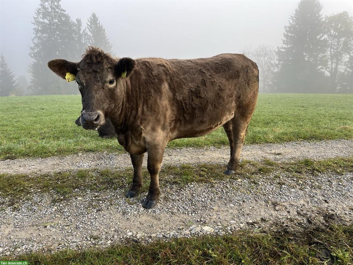 Bild 4: Mehrere Angus Rinder zu verkaufen