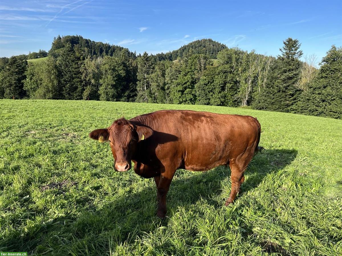 Bild 5: Mehrere Angus Rinder zu verkaufen