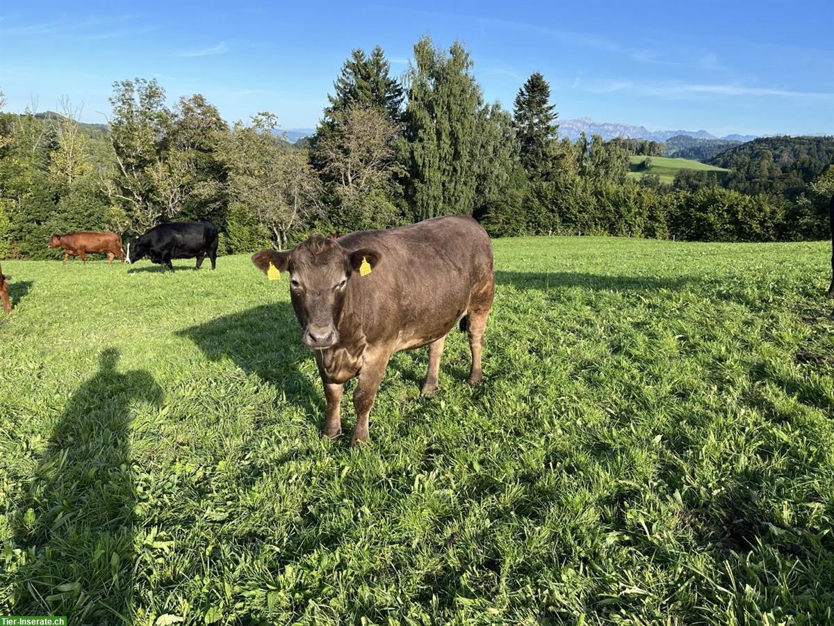 Bild 6: Mehrere Angus Rinder zu verkaufen