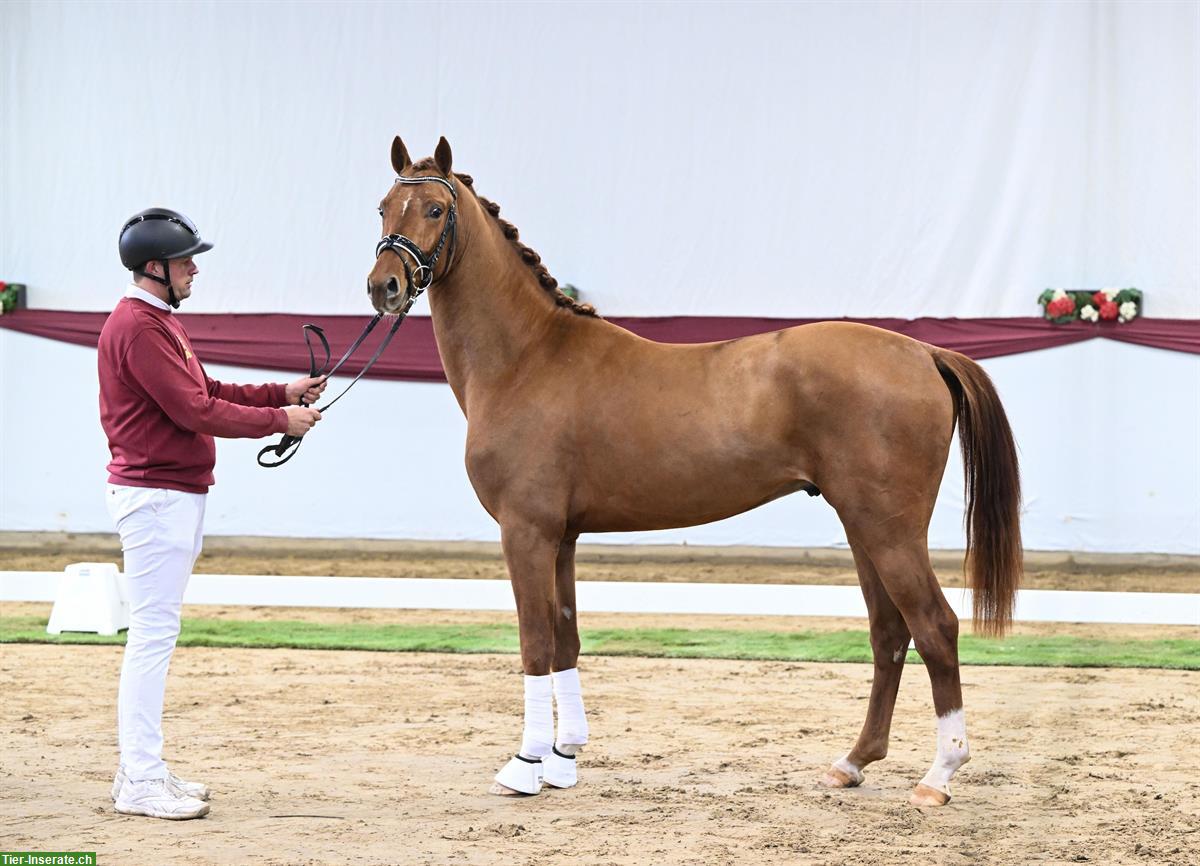 Toller Junghengst, 2.5-jährig zu verkaufen