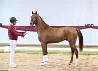 Toller Junghengst, 2.5-jährig zu verkaufen