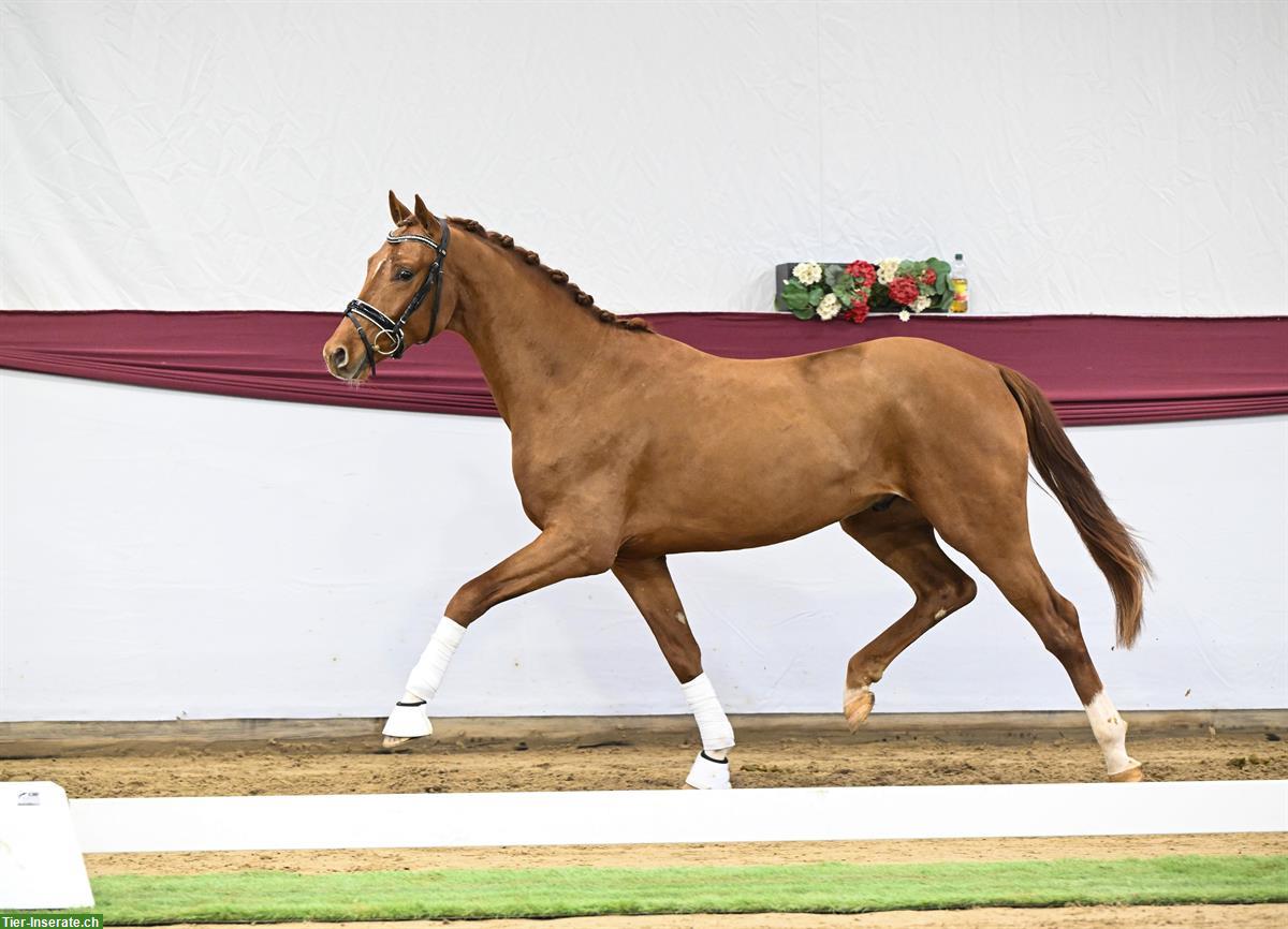 Bild 2: Toller Junghengst, 2.5-jährig zu verkaufen