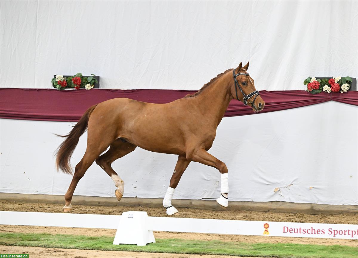 Bild 3: Toller Junghengst, 2.5-jährig zu verkaufen