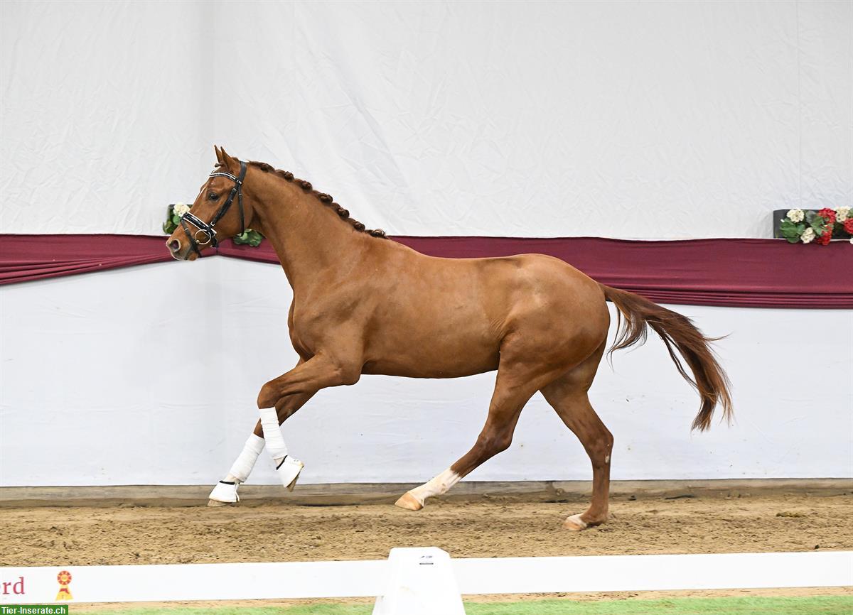 Bild 4: Toller Junghengst, 2.5-jährig zu verkaufen