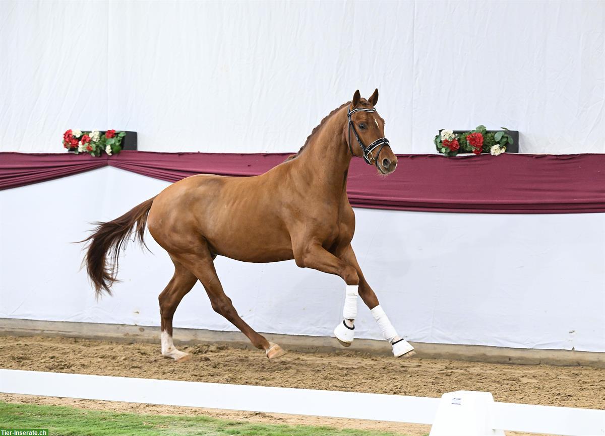 Bild 5: Toller Junghengst, 2.5-jährig zu verkaufen