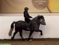 Islandpferd Stute, Spasspferd mit bequemem Tölt