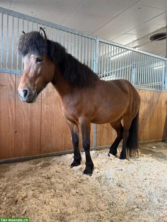 Isländer Stute, Fünfgängerin, zum Top-Preis zu verkaufen