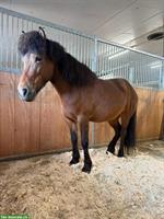 Isländer Stute, Fünfgängerin, zum Top-Preis zu verkaufen