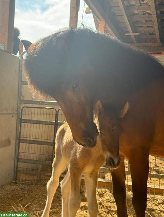 Bild 2: Isländer Stute, Fünfgängerin, zum Top-Preis zu verkaufen