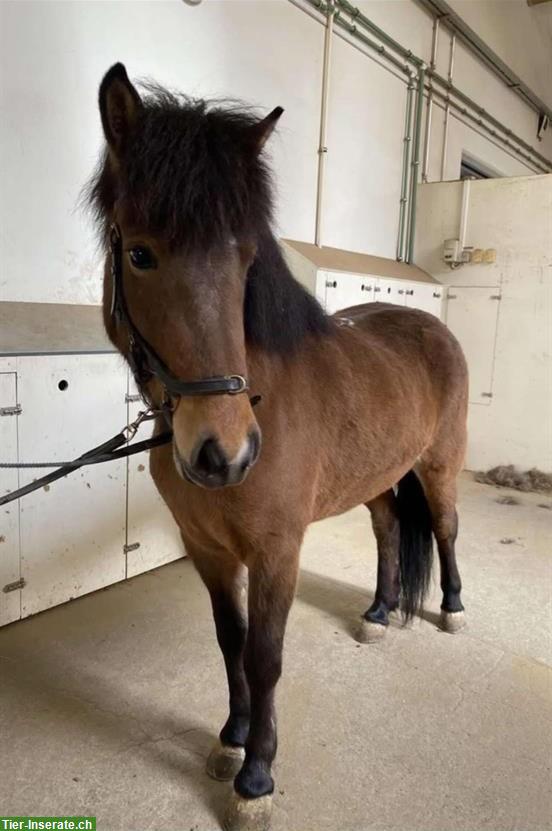 Bild 3: Isländer Stute, Fünfgängerin, zum Top-Preis zu verkaufen