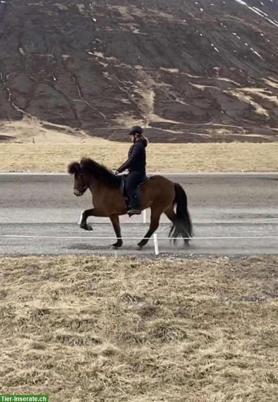 Bild 4: Isländer Stute, Fünfgängerin, zum Top-Preis zu verkaufen