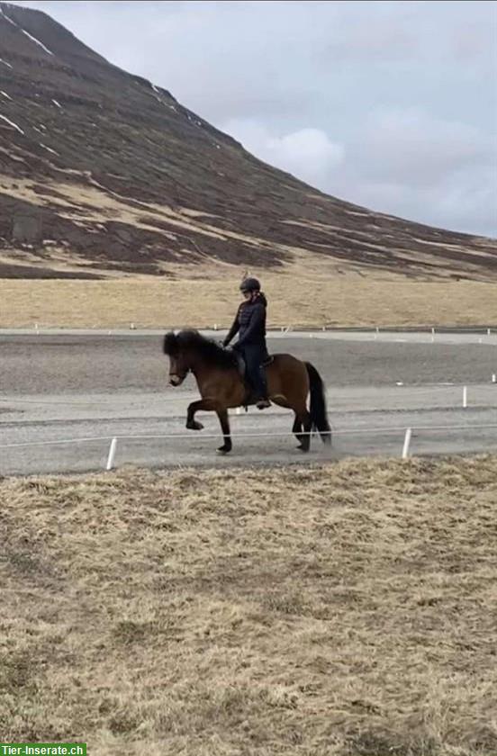 Bild 5: Isländer Stute, Fünfgängerin, zum Top-Preis zu verkaufen