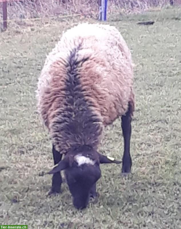 Dorper x Nolana Schafbock zu verkaufen