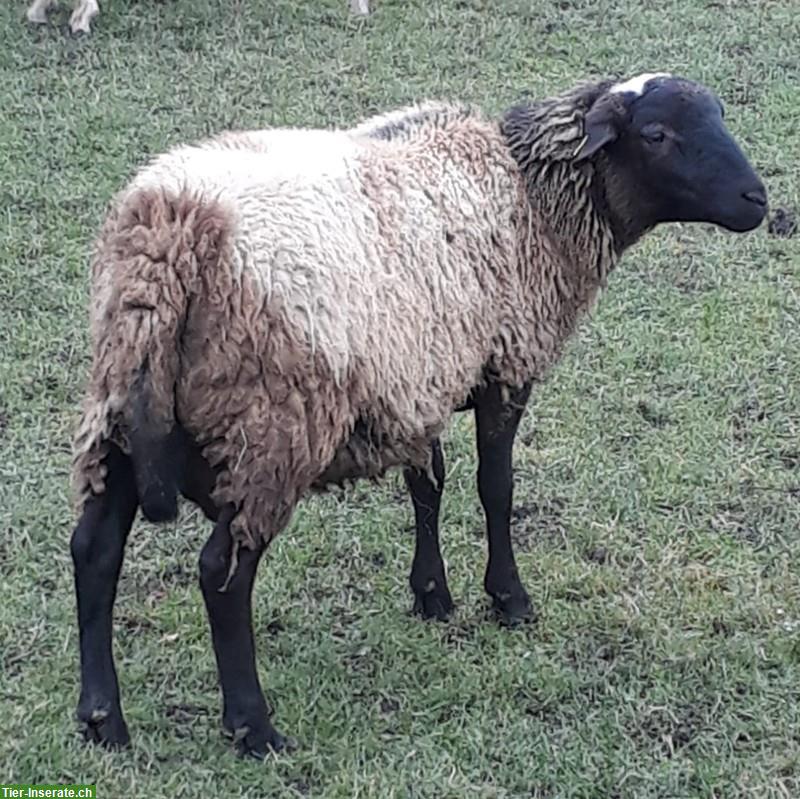 Bild 2: Dorper x Nolana Schafbock zu verkaufen