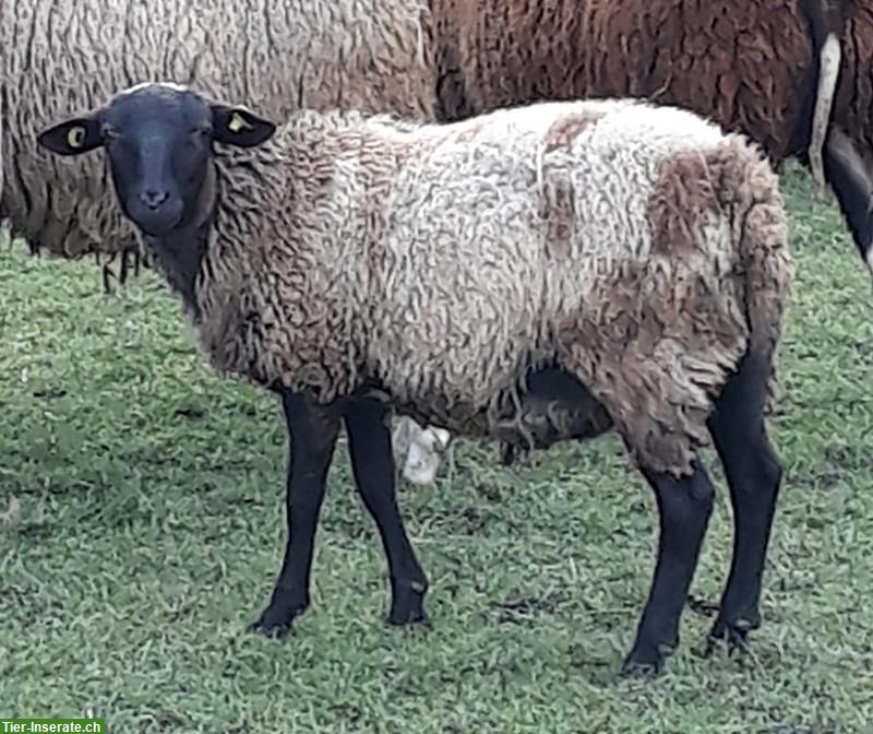 Bild 3: Dorper x Nolana Schafbock zu verkaufen