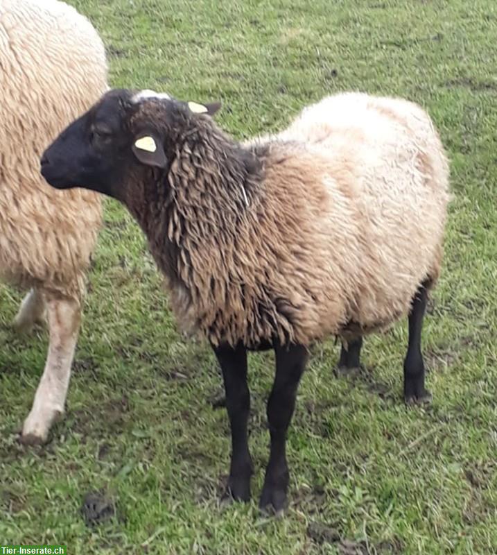 Bild 4: Dorper x Nolana Schafbock zu verkaufen